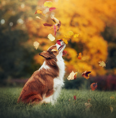 Falling Leaves and dog