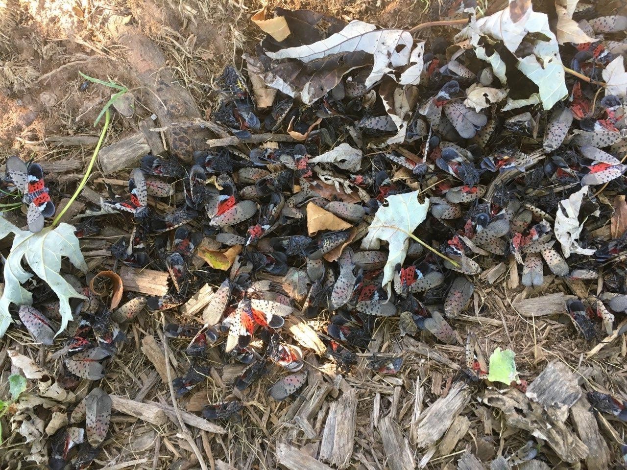 Spotted lanternfly, Lycorma delicatula