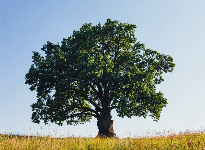 The Best Trees To Plant In Southeast Texas