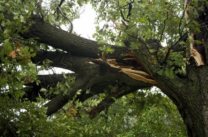 Coppell, TX Tree Care Services
