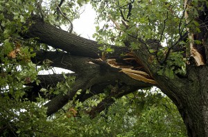 Large tree branches