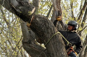 Tree Stump Removal