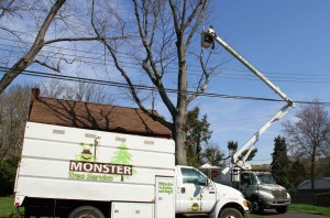 Frisco, TX Tree Services