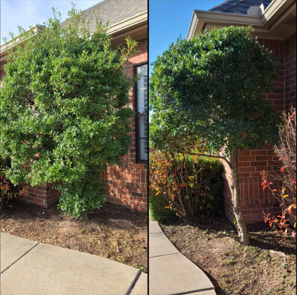 Before & After image of trimmed tree