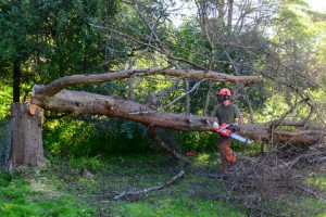 Arborist chopping down tree