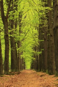 Forest of Trees