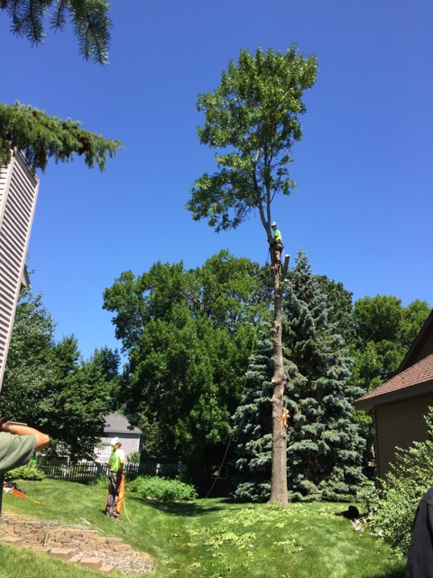 Tree Care in Minneapolis, MN