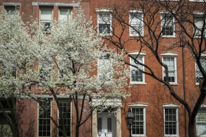 Trees outside a Brooklyn home