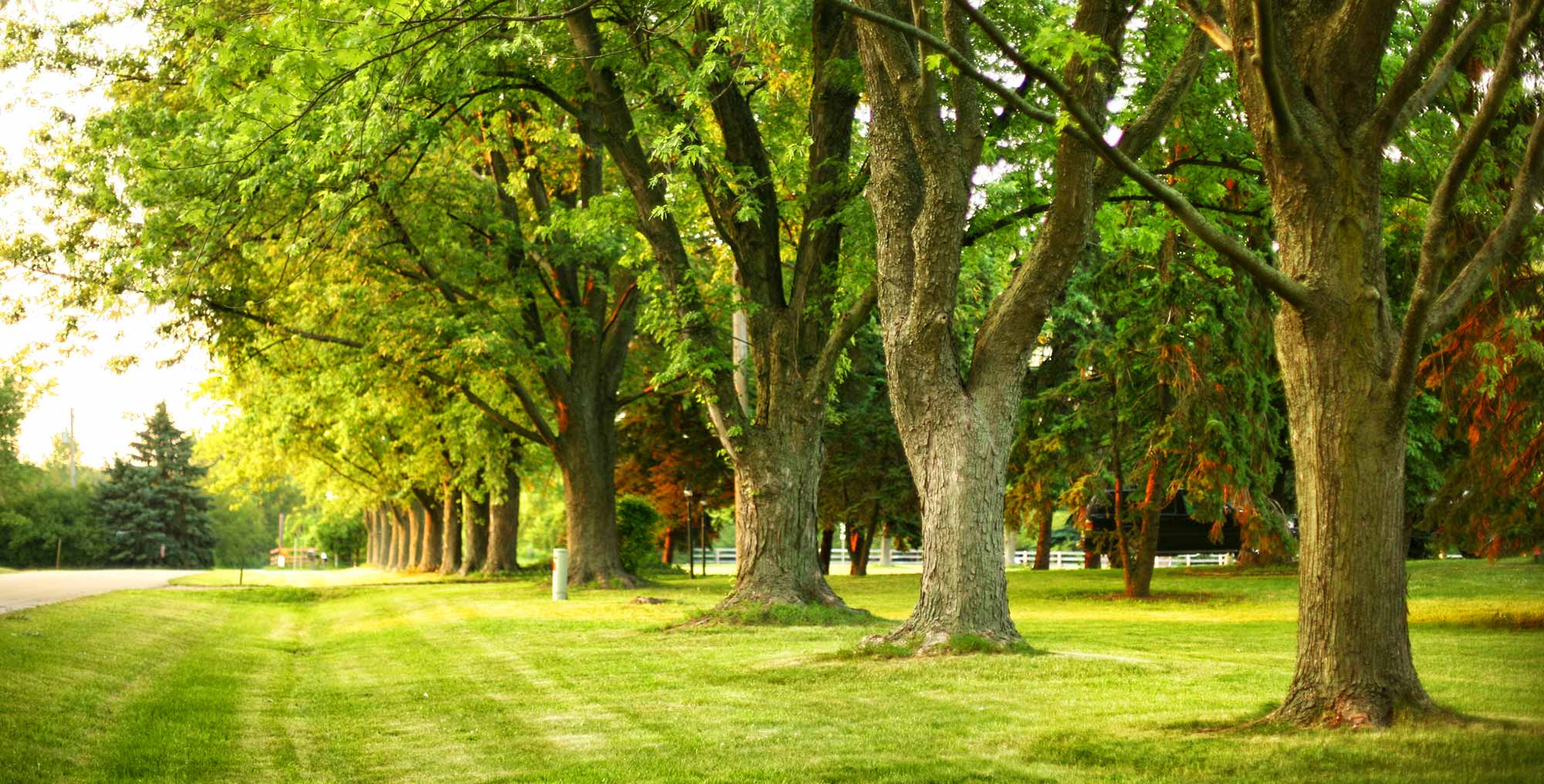 Tree Service Springfield Il