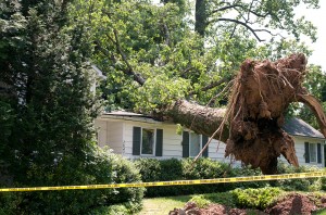 Fallen tree