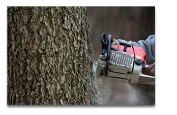 St. Louis Park, MN Tree Services