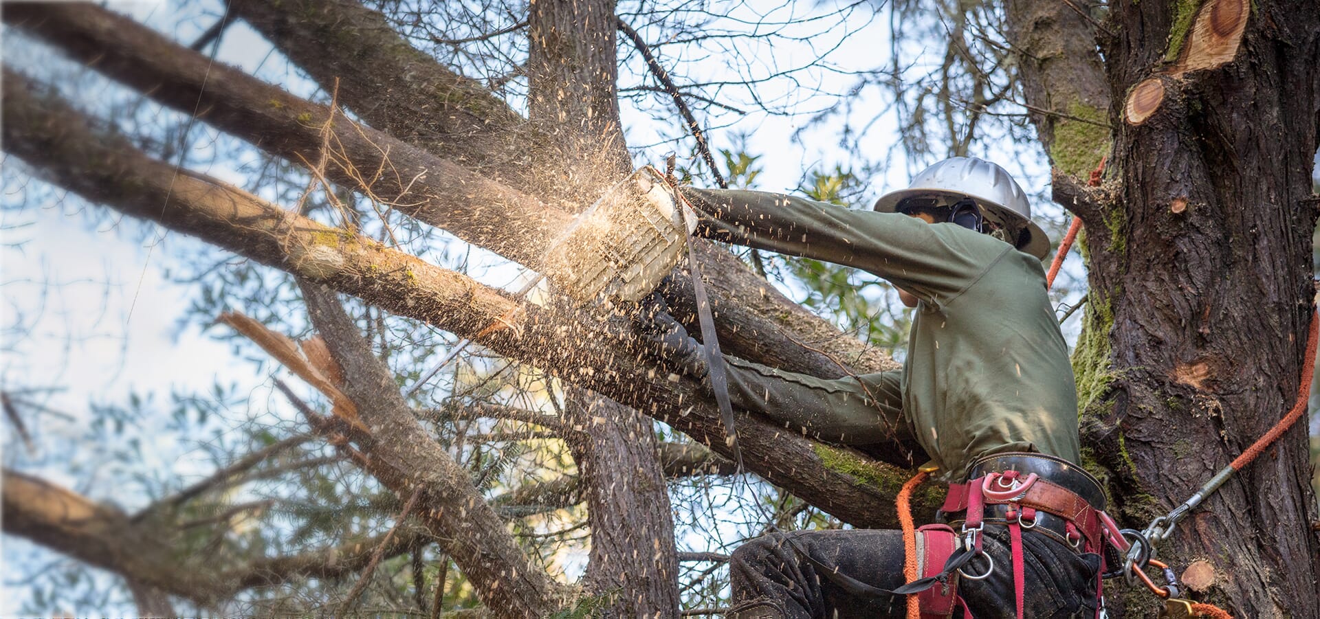 West Valley, AZ Tree Service  Monster Tree Service of the West Valley, AZ