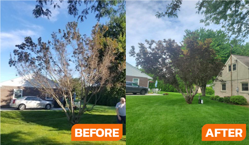 Before and After Image of Trees