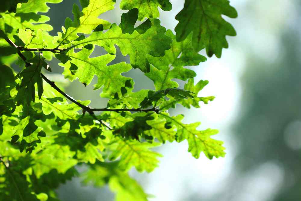 Preventing Oak Wilt