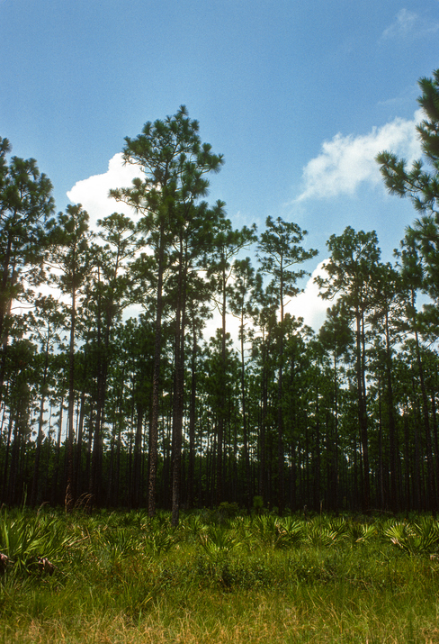 Common Pine Tree Problems