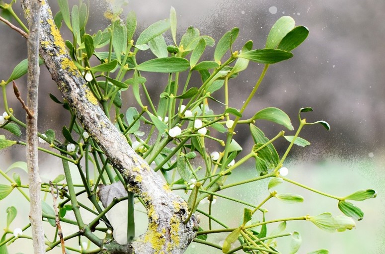 Mistletoe: Friend or Foe