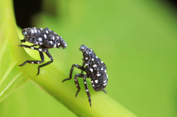 spotted lanternfly