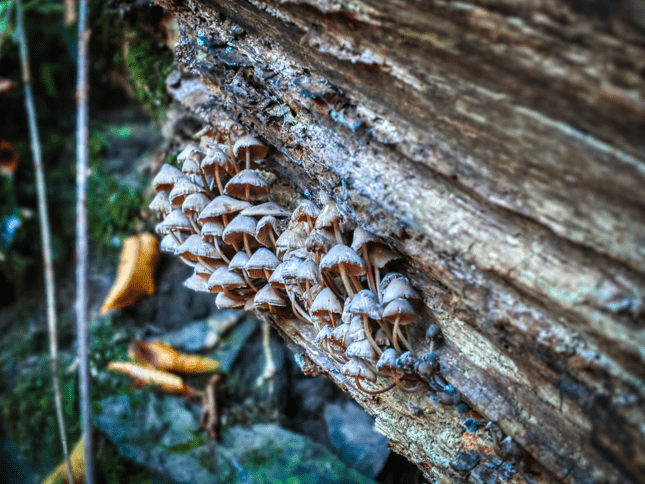 Image of Fungi on Tree