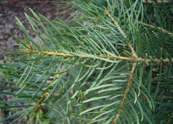 concolor fir branch