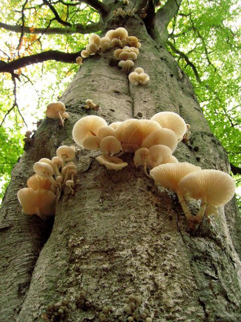 fungal attack on tree