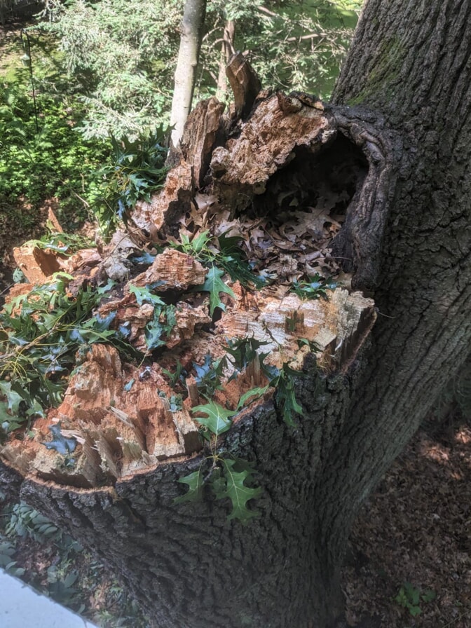 decay found in oak tree