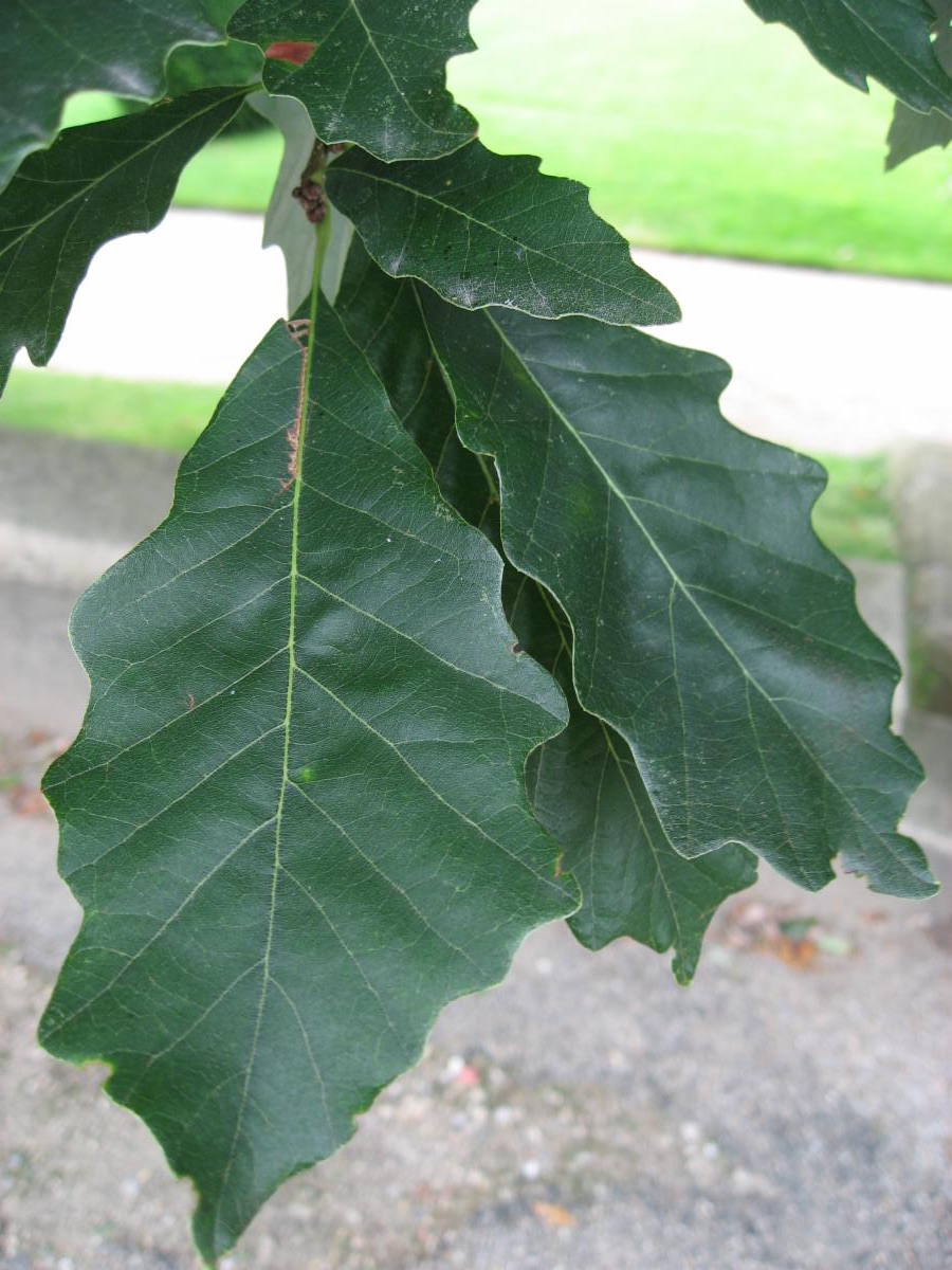quercus bicolor leaves