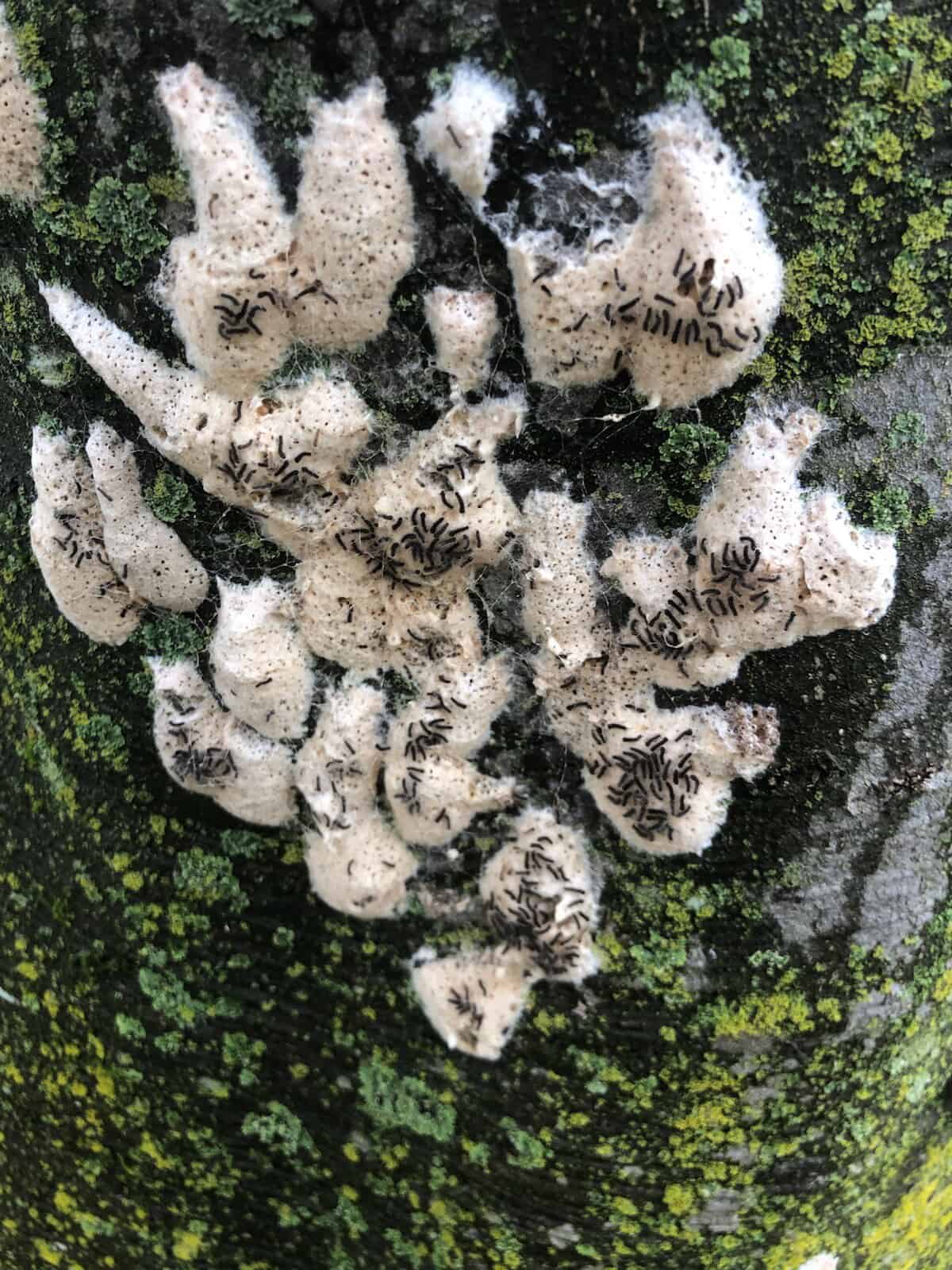 Gypsy Moth Eggs on Tree