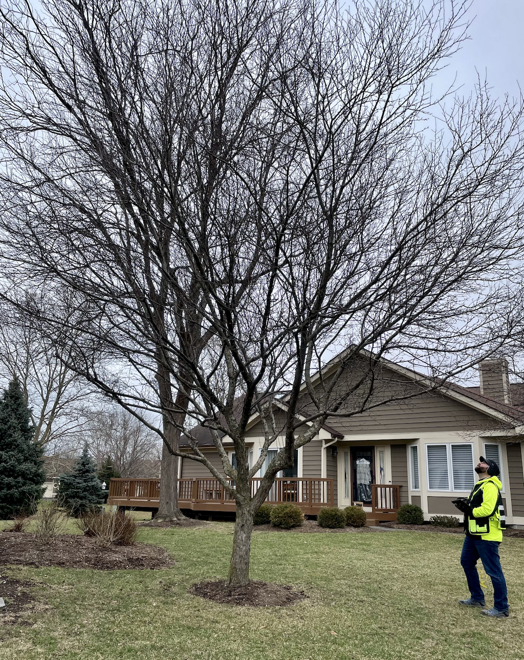 Image of tree in yard