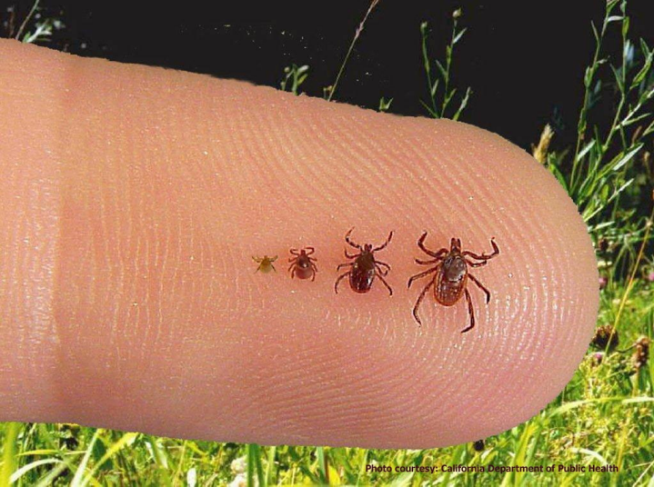 Ticks on a finger 