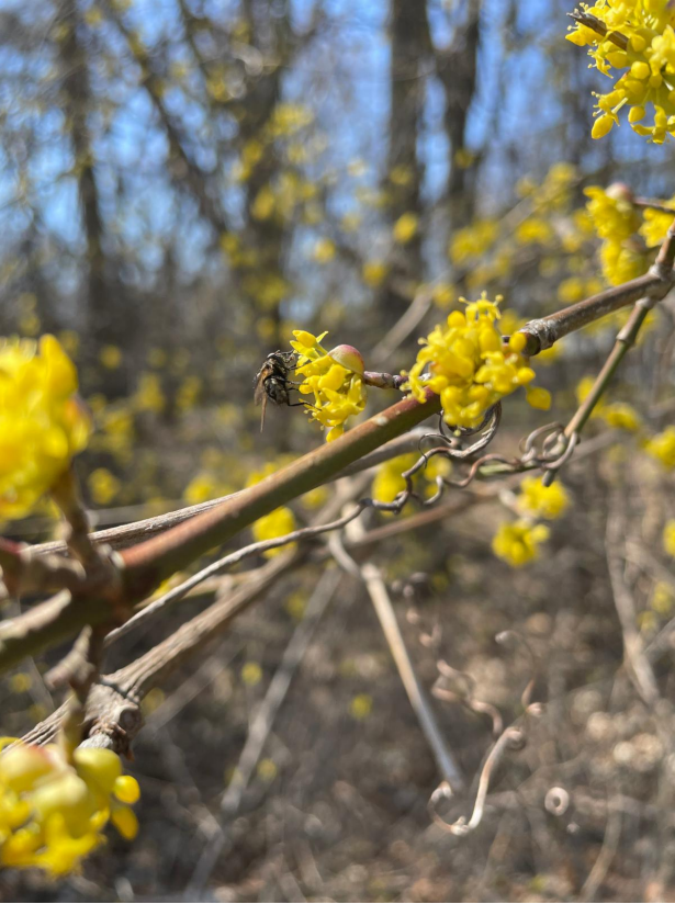 A fly pollinating Cornelian cherry dogwood flowers.