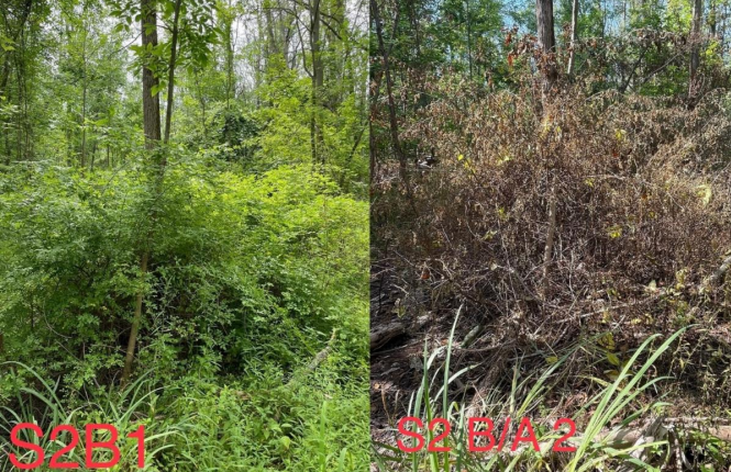 Before and after photos of a treated area at Lakeside State Park.