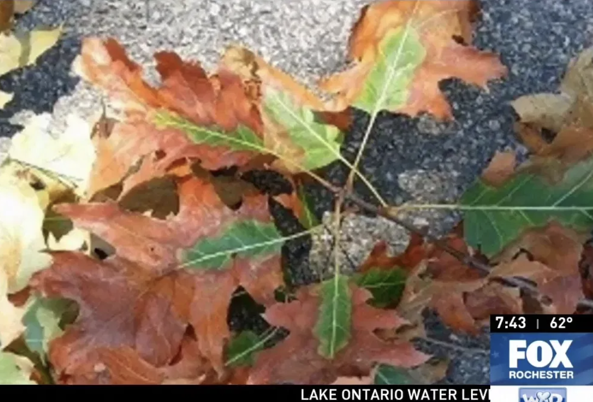 oak tree leafs