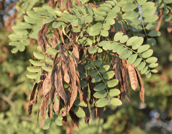 bean pods on tree