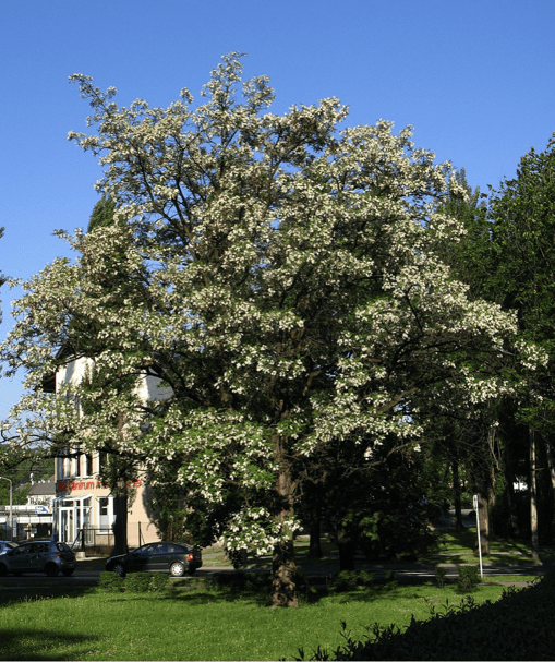 Black Locust