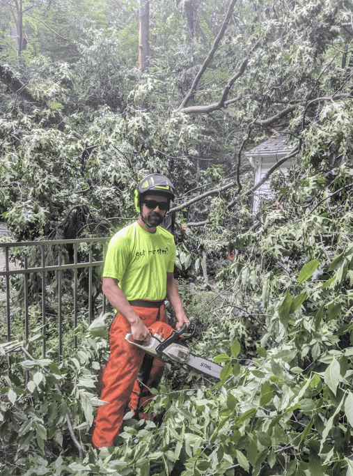 man cutting down tree