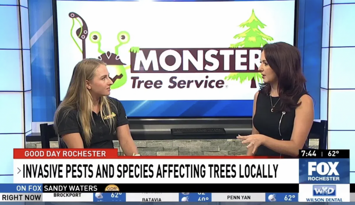 ISA Certified Arborists, Liz, speak with Fox News on Good Day Rochester about invasive pests in our area. 