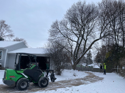 trees in winter