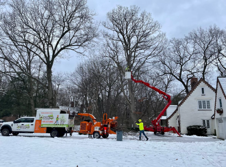 trees being pruned in winter