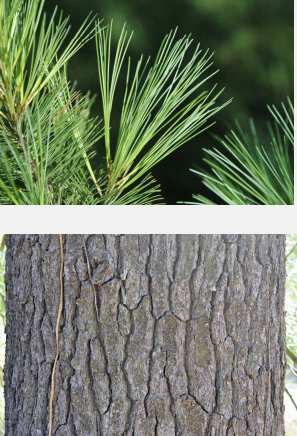 details of white pine tree