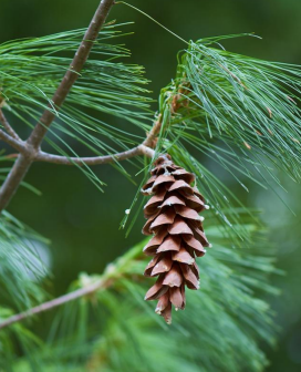 pine cone