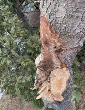 tree damage
