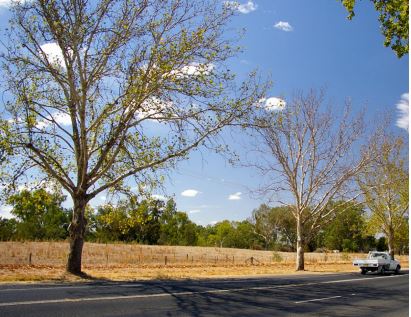 A picture of a tree