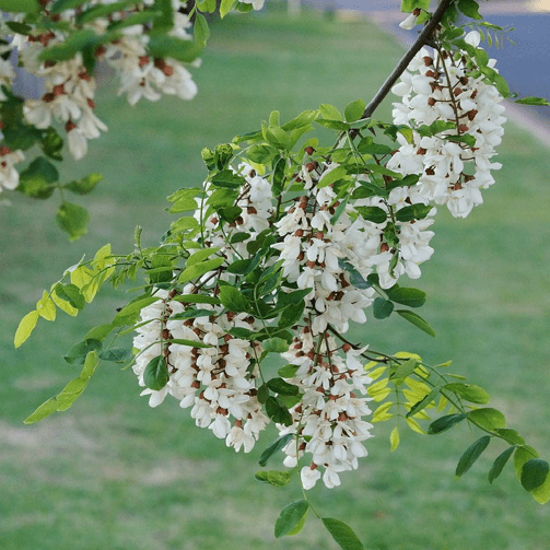 Black Locust flower