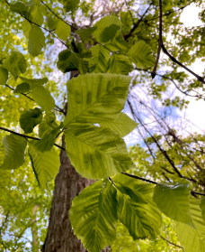 tree leaves