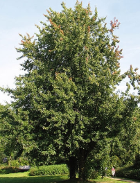 tree