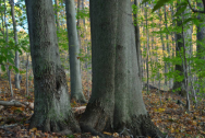 tree trunk