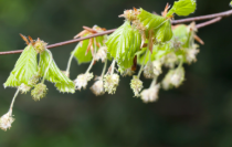 tree flowers/seeds
