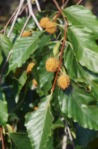 tree flowers/seeds