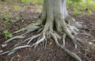tree roots