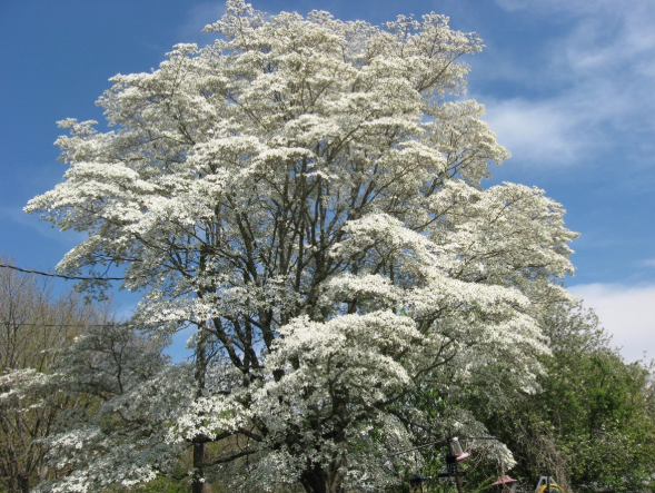 tree blooming